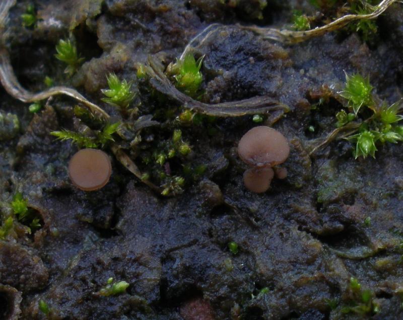 Bryoscyphus atromarginatus (door Maarten Langbroek)