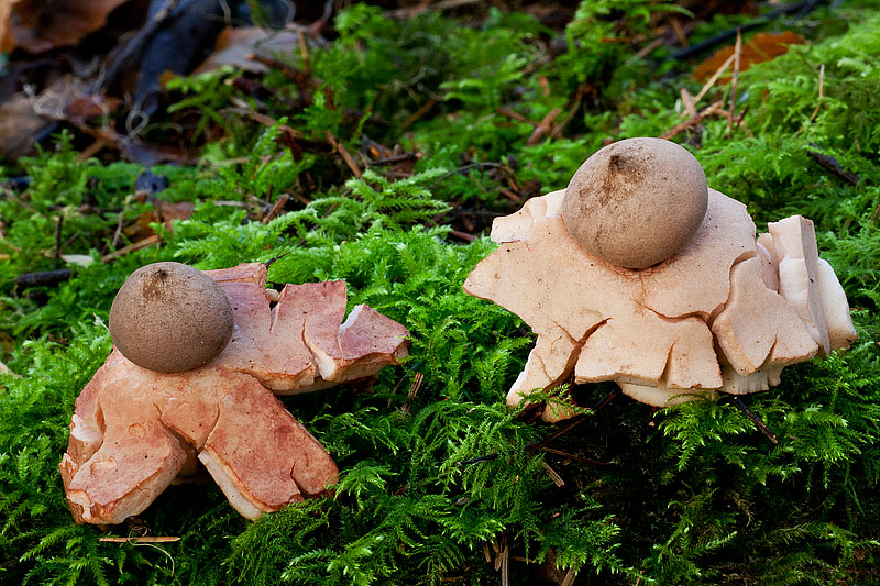 Geastrum rufescens (door John Breugelmans)