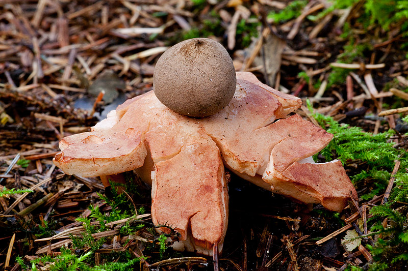 Geastrum rufescens (door John Breugelmans)