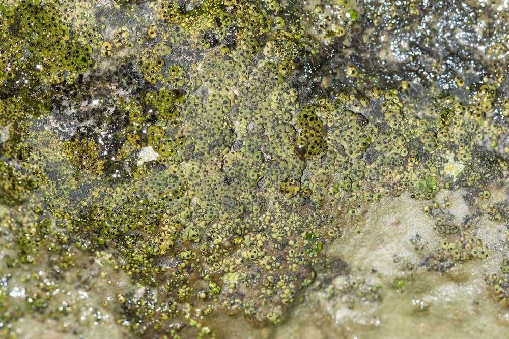Staurothele frustulenta (door Jan Eerbeek)