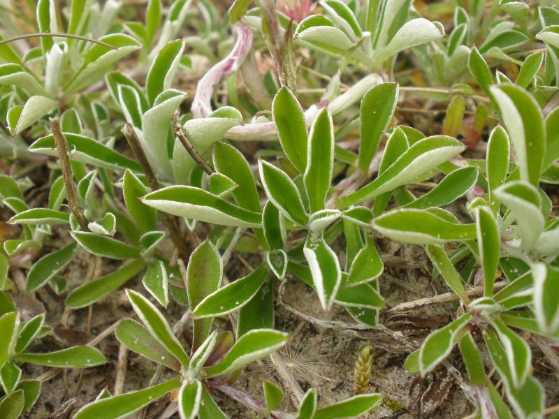 Antennaria dioica (door Maarten Langbroek)