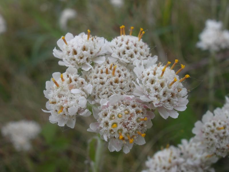 Antennaria dioica (door Maarten Langbroek)