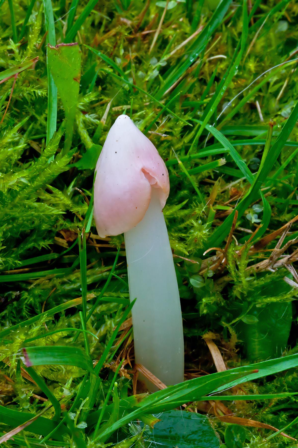 Hygrocybe calyptriformis (door John Breugelmans)