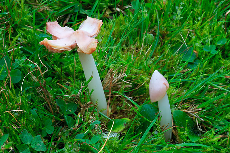 Hygrocybe calyptriformis (door John Breugelmans)