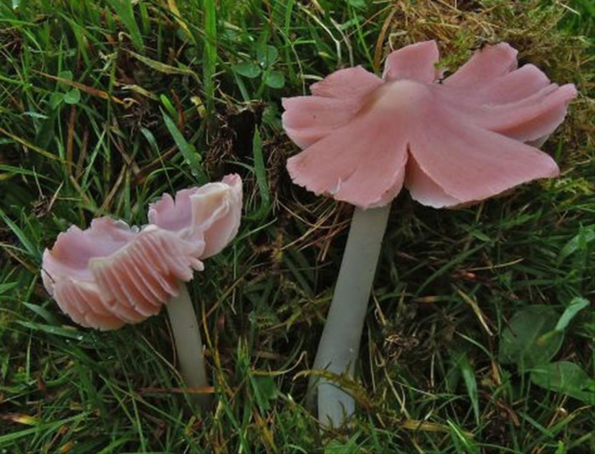 Hygrocybe calyptriformis (door Rob Chrispijn)