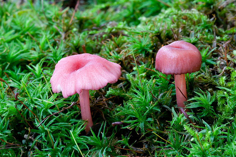 Entoloma callirhodon (door John Breugelmans)