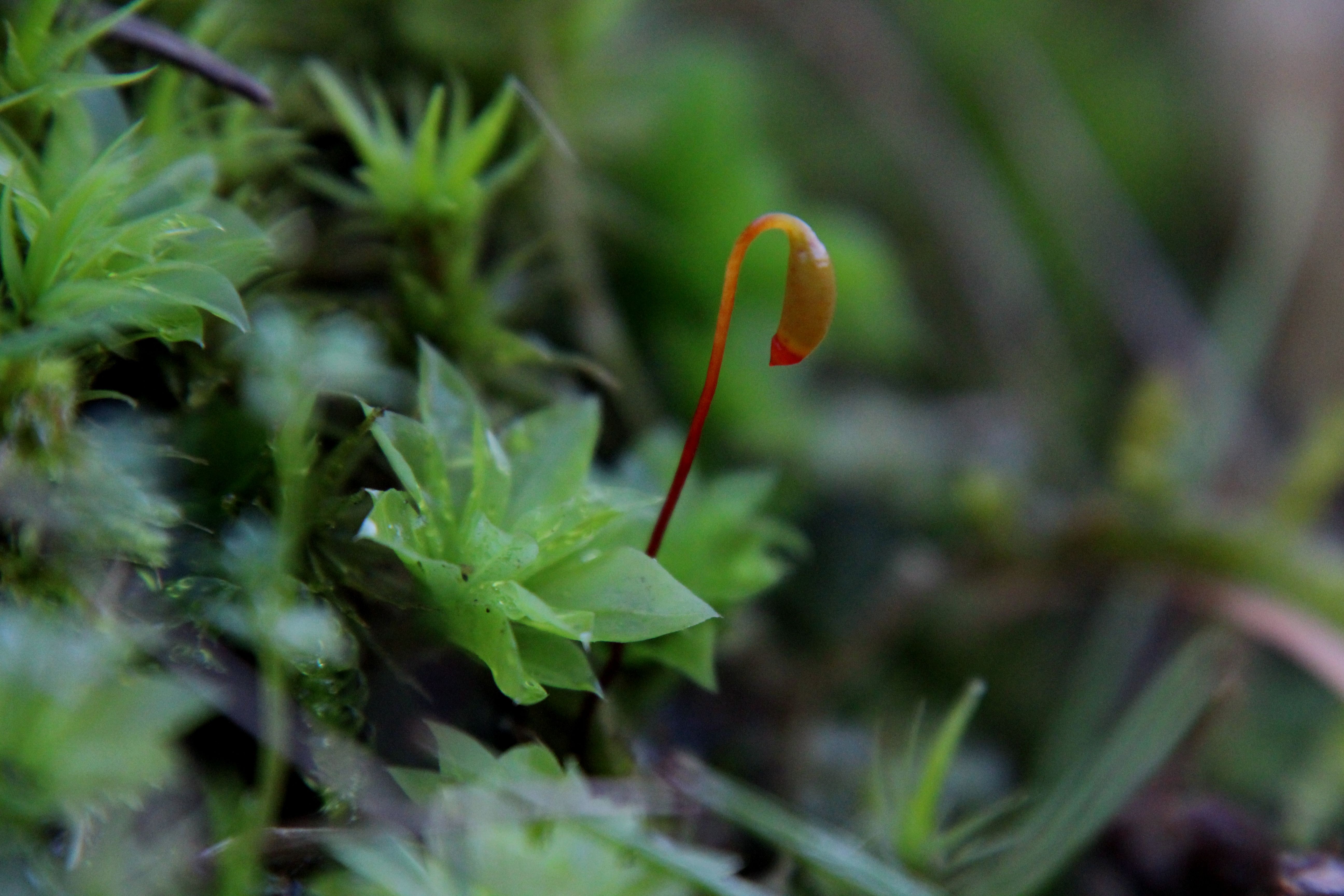 Rhodobryum roseum (door Maarten Langbroek)