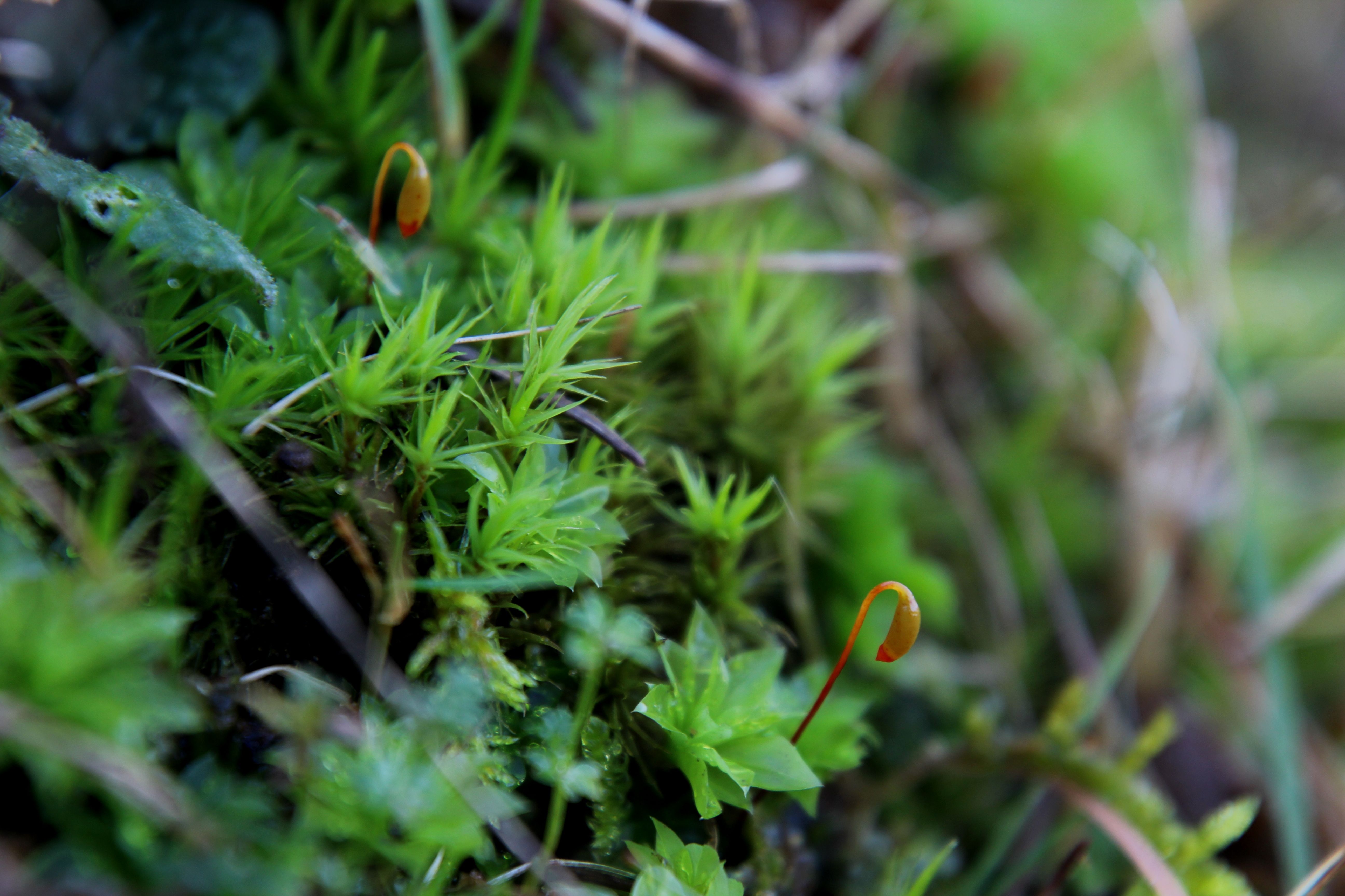 Rhodobryum roseum (door Maarten Langbroek)