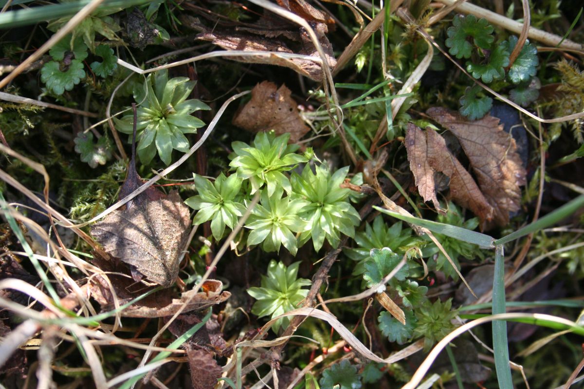 Rhodobryum roseum (door Niko Buiten)