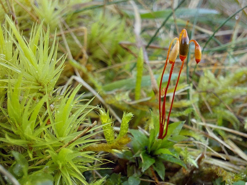Rhodobryum roseum (door Maarten Langbroek)