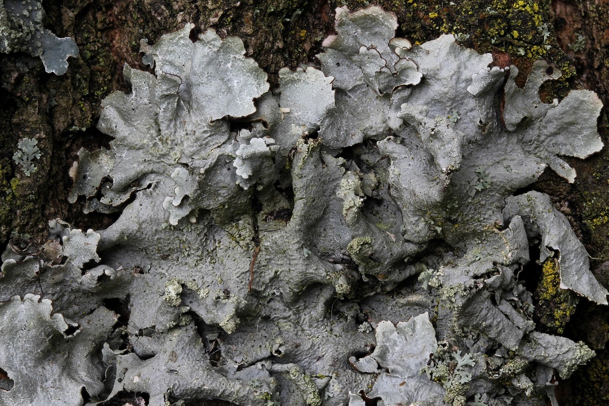 Parmotrema reticulatum (door Arjan de Groot)