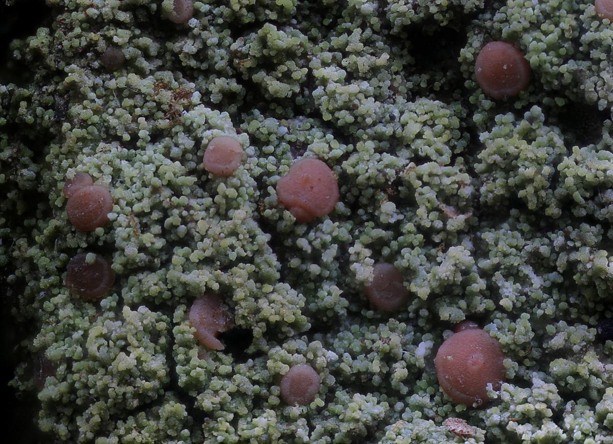 Bacidia rubella (door Arjan de Groot)