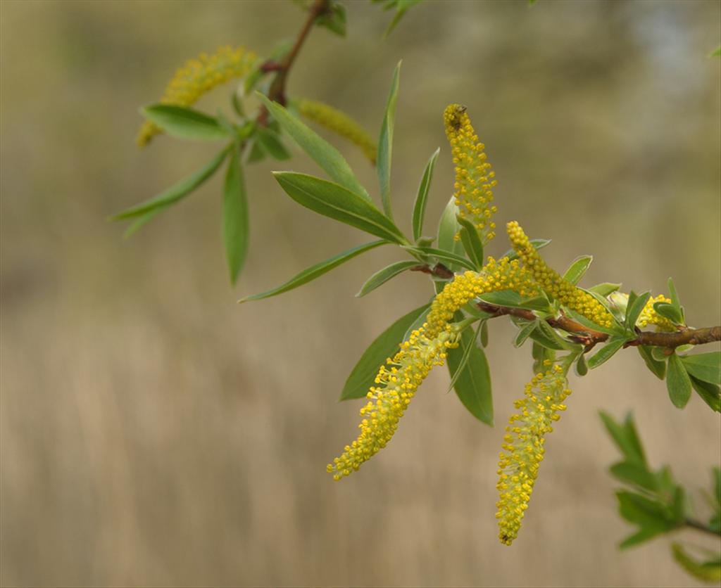 Salix x fragilis (door Theo Muusse)