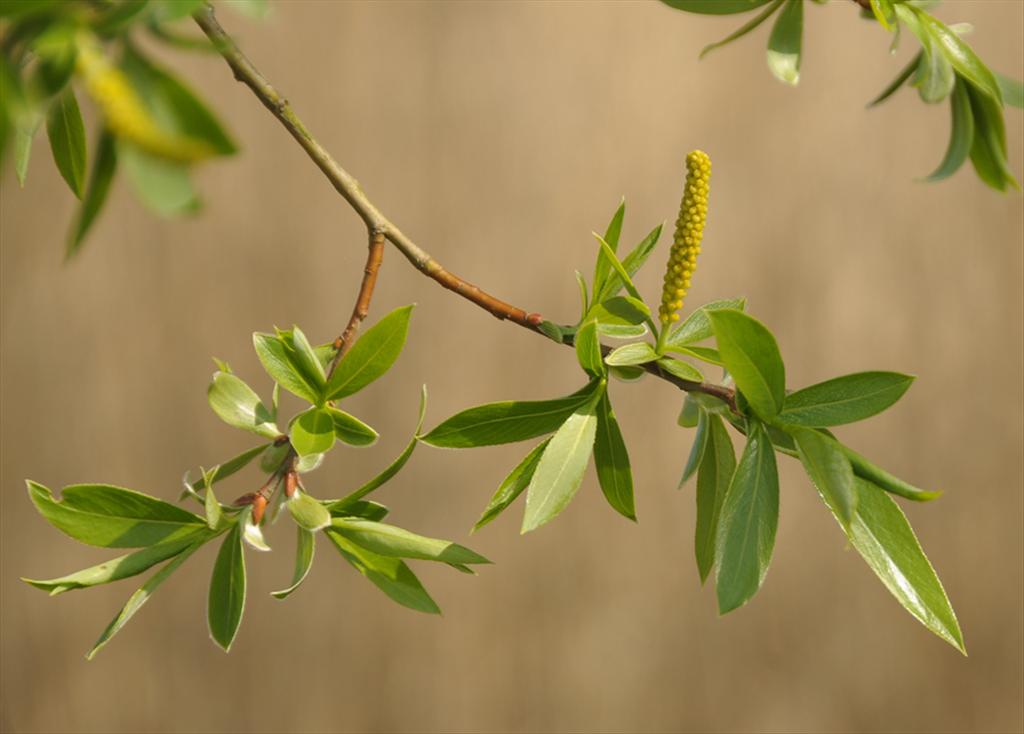Salix x fragilis (door Theo Muusse)