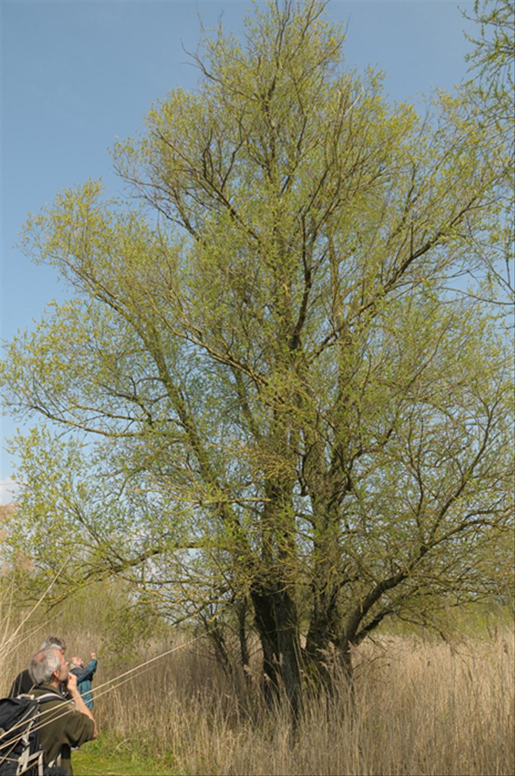 Salix x fragilis (door Theo Muusse)