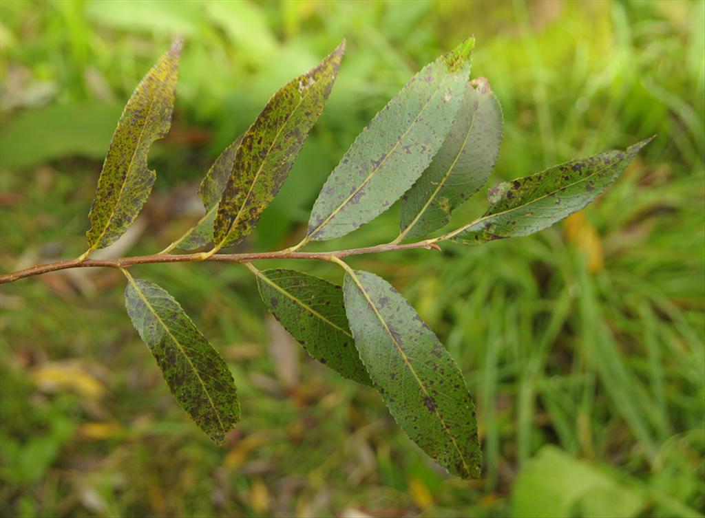 Salix x fragilis (door Theo Muusse)