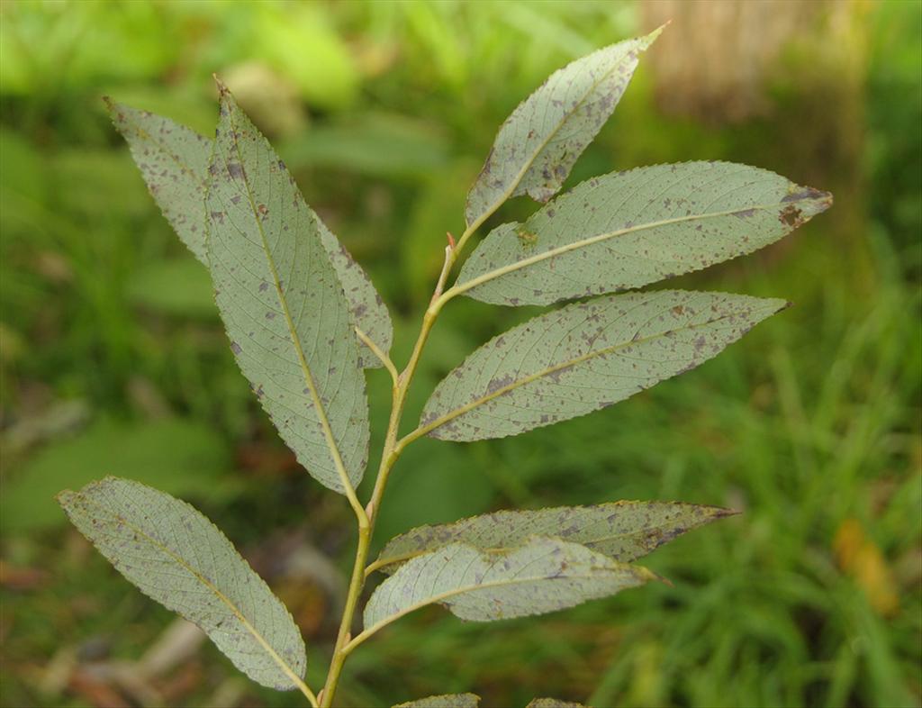 Salix x fragilis (door Theo Muusse)