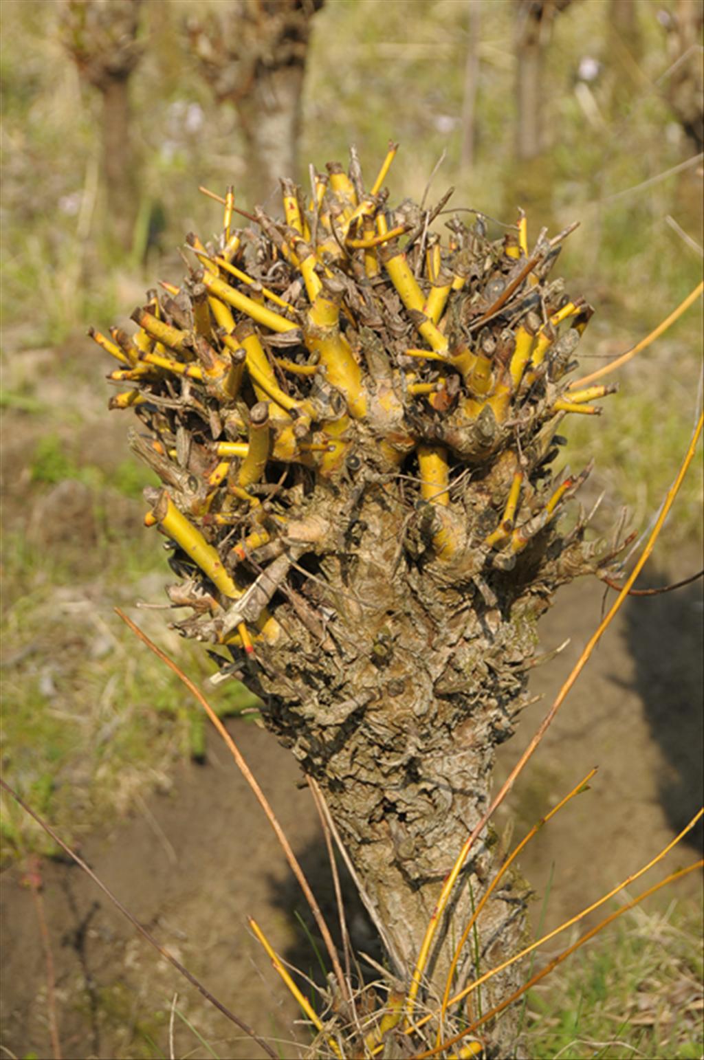 Salix x fragilis (door Theo Muusse)