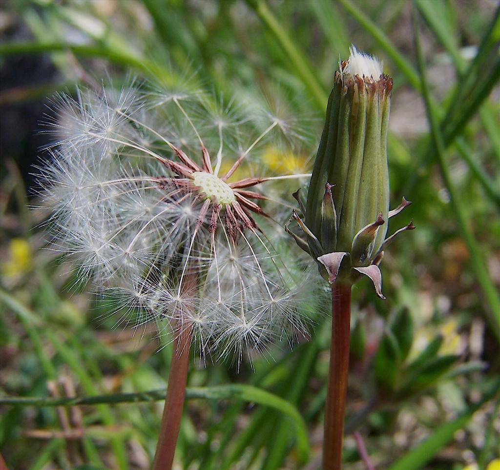 Taraxacum rubicundum (door Otto Zijlstra)