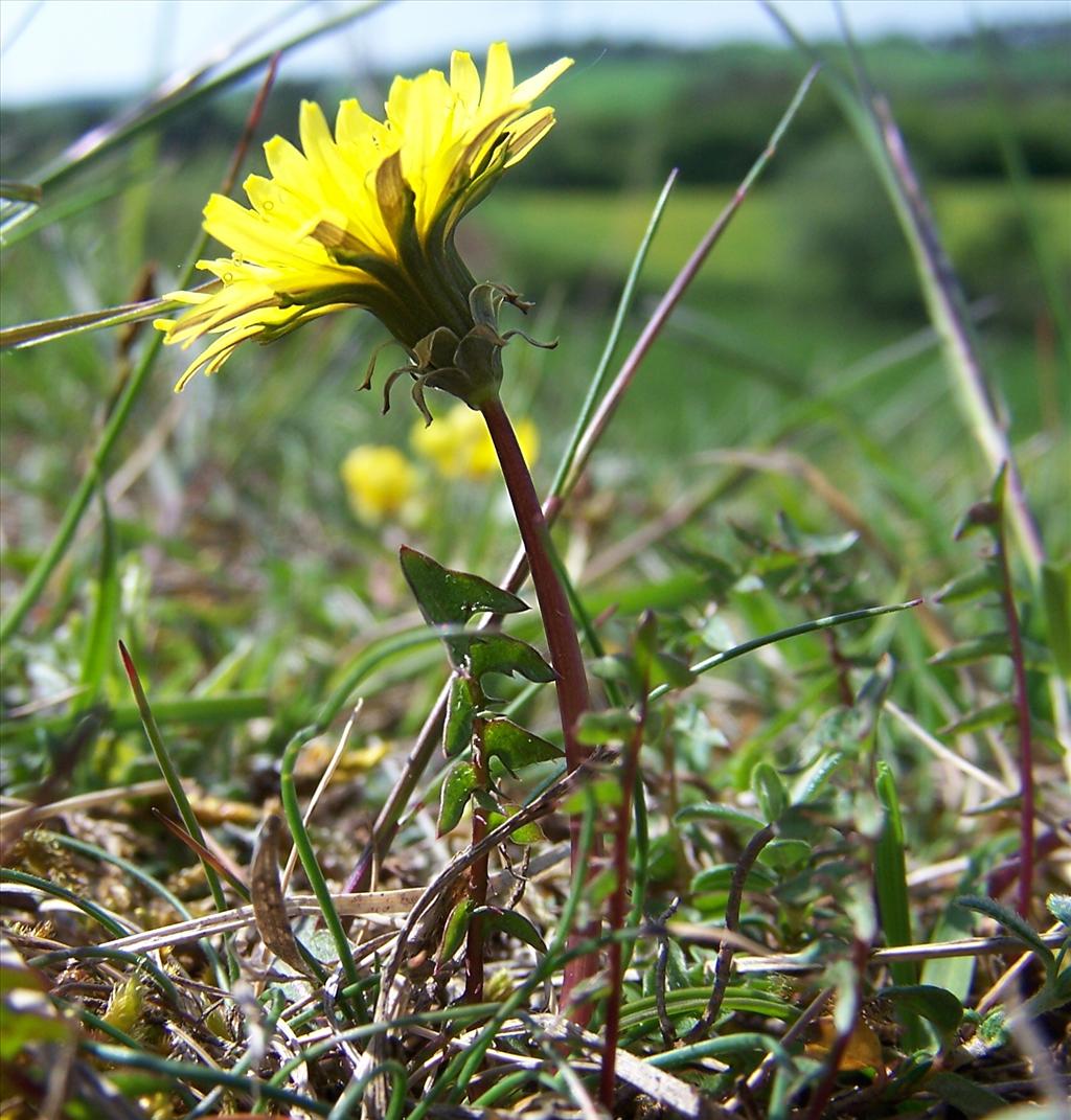 Taraxacum rubicundum (door Otto Zijlstra)