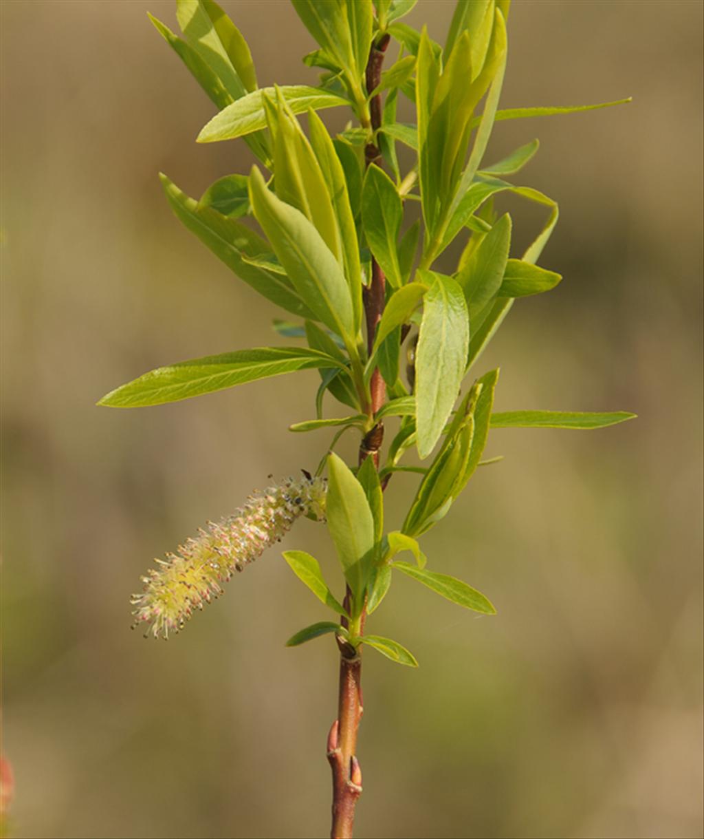 Salix x rubra (door Theo Muusse)