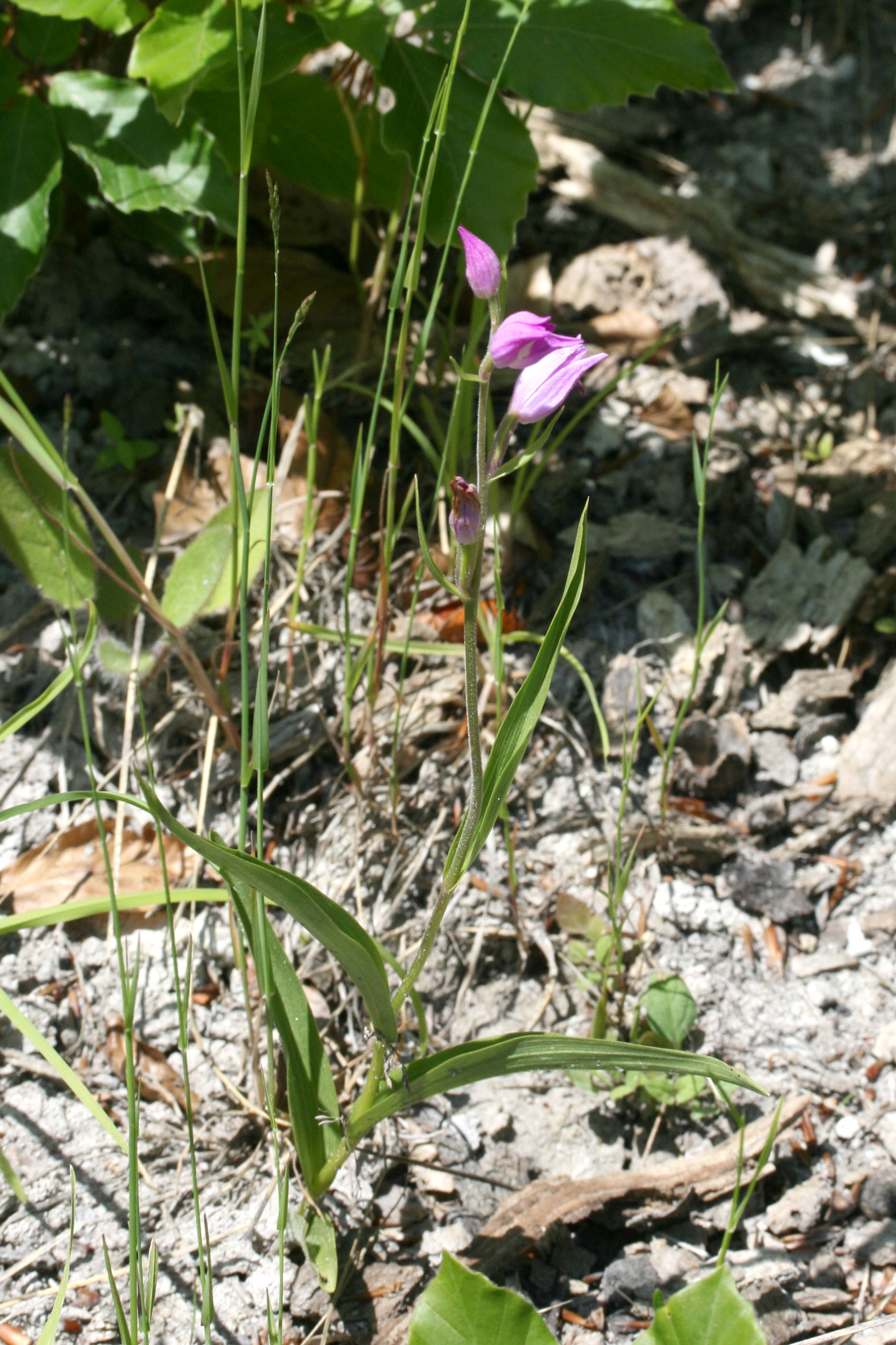 Cephalanthera rubra (door Lieuwe Haanstra)
