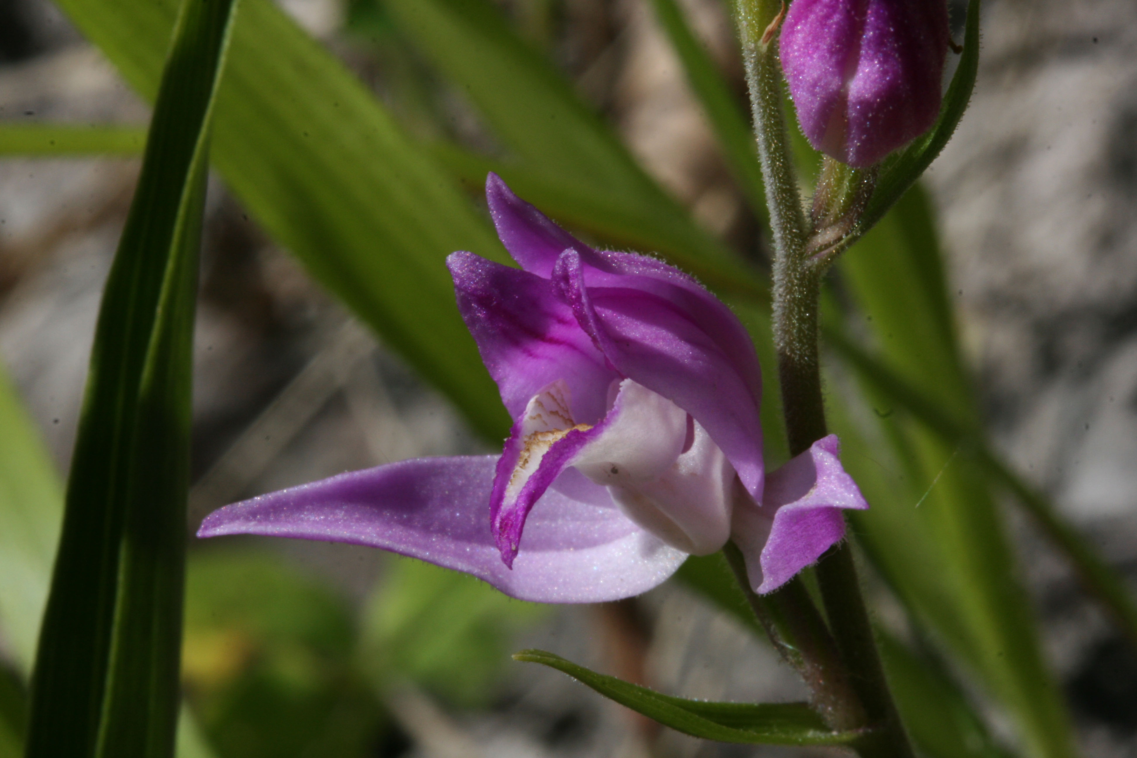 Cephalanthera rubra (door Lieuwe Haanstra)