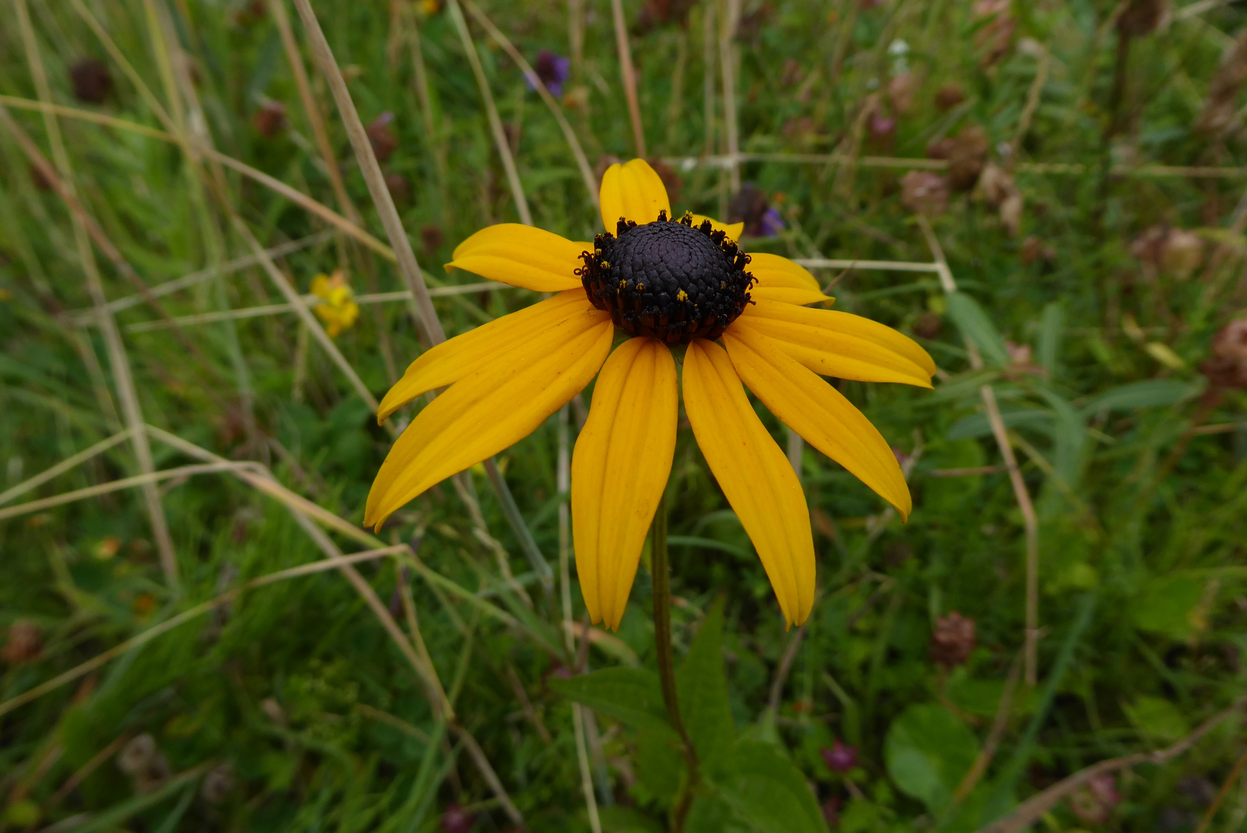 Rudbeckia fulgida (door Koen van Zoest)