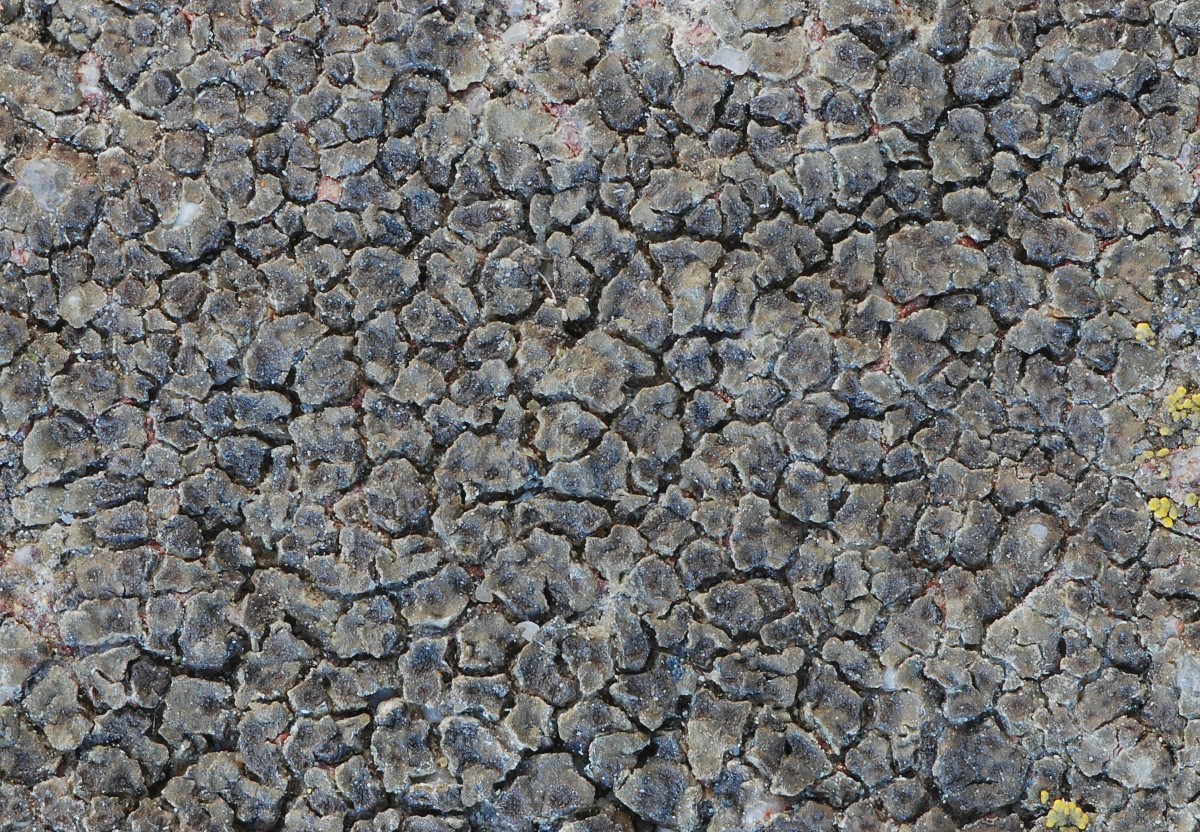 Myriospora rufescens (door Arjan de Groot)