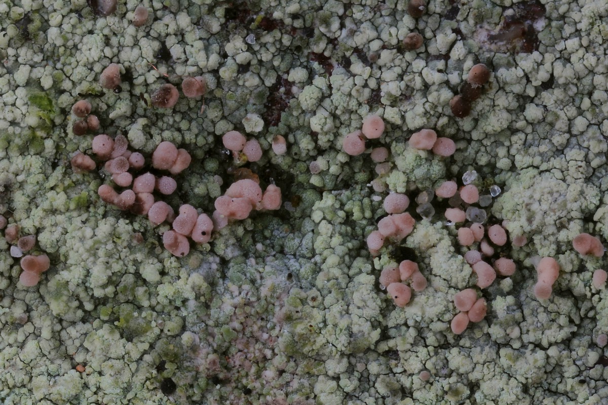 Baeomyces rufus (door Arjan de Groot)