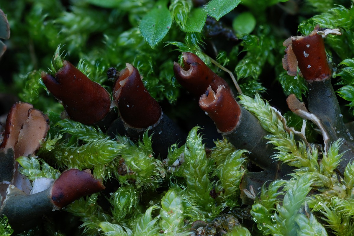 Peltigera rufescens (door Arjan de Groot)