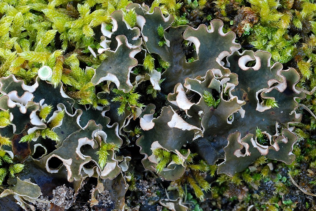 Peltigera rufescens (door Arjan de Groot)