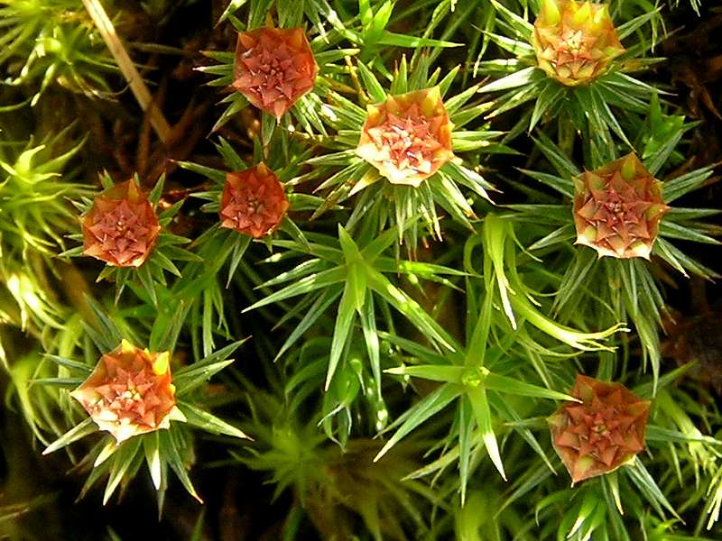 Polytrichum juniperinum (door Grada Menting)