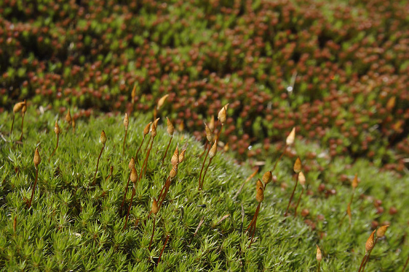 Polytrichum piliferum (door Richard Gerritsen)