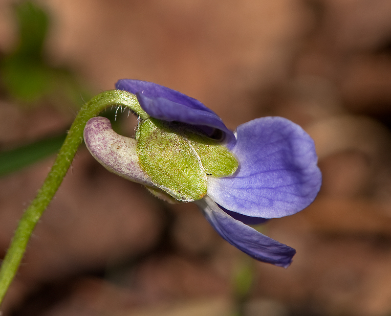 Viola hirta (door Wijnand van Buuren)