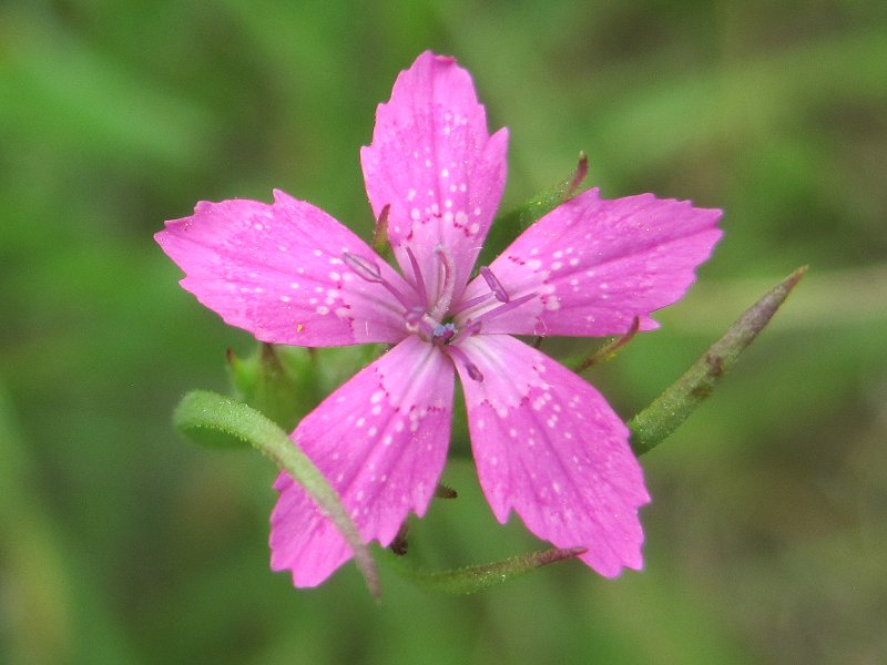 Dianthus armeria (door Grada Menting)