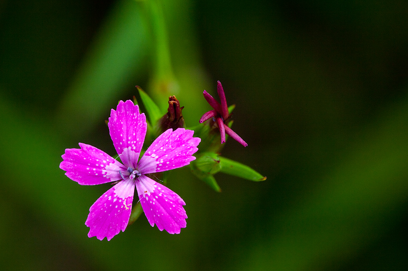 Dianthus armeria (door John Breugelmans)