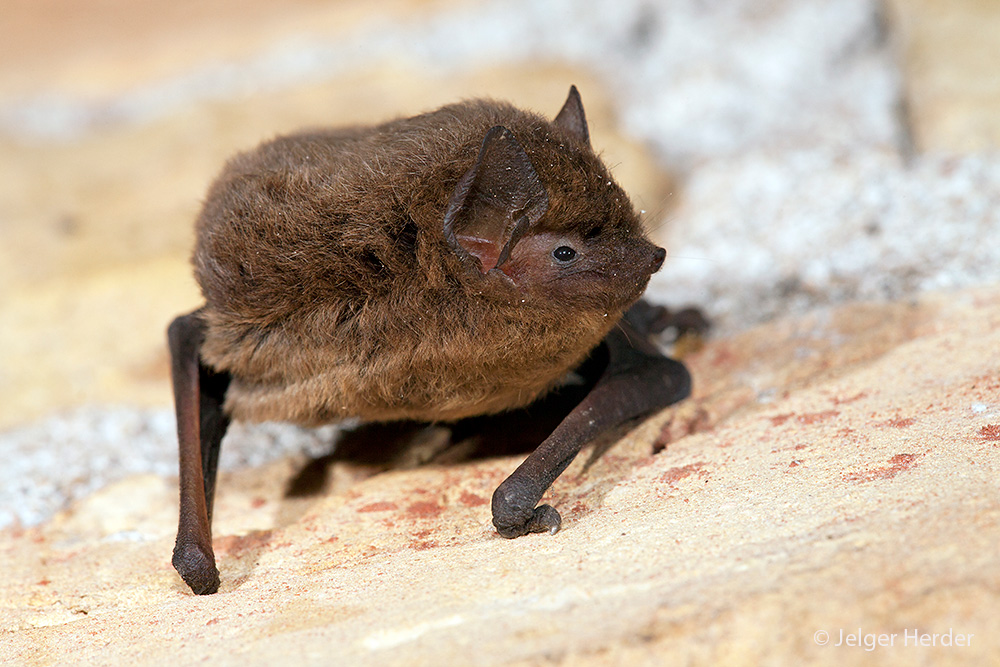 Pipistrellus nathusii (door Jelger Herder)