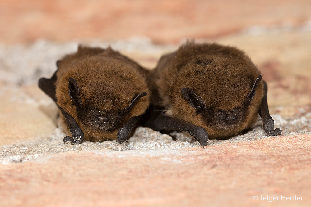 Pipistrellus nathusii (door Jelger Herder)