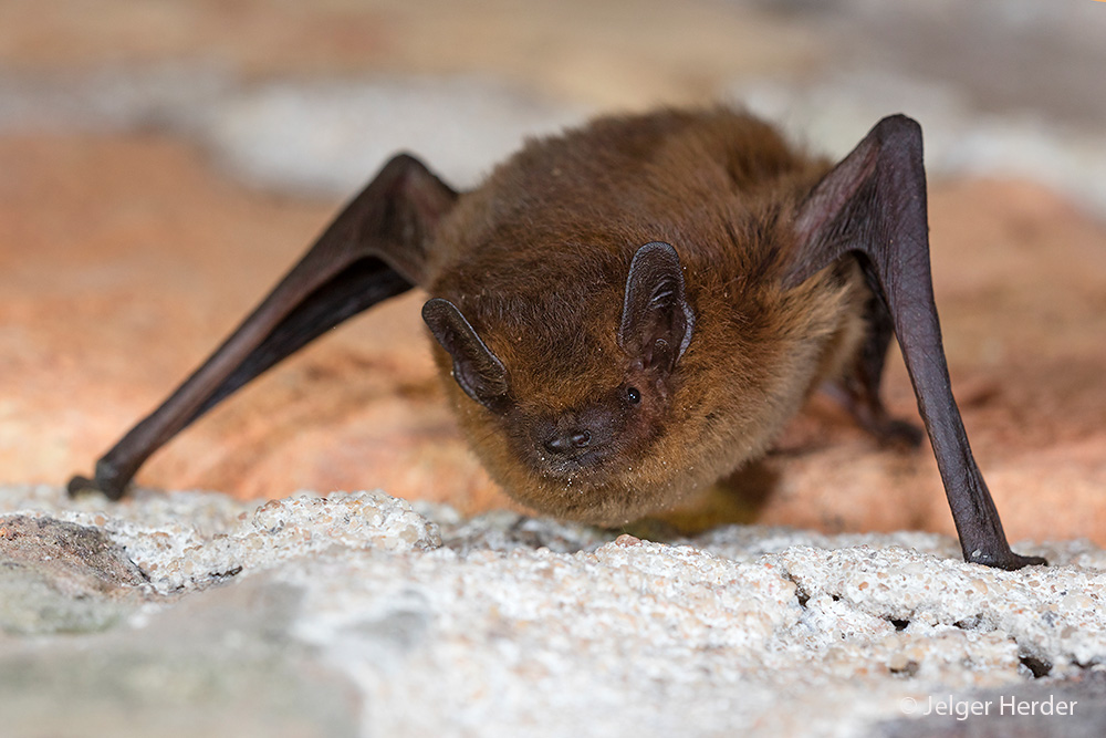 Pipistrellus nathusii (door Jelger Herder)