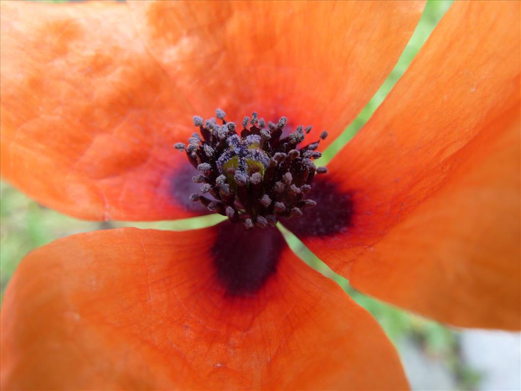 Papaver argemone (door Koen van Zoest)