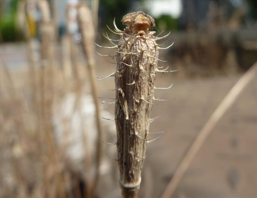 Papaver argemone (door Koen van Zoest)