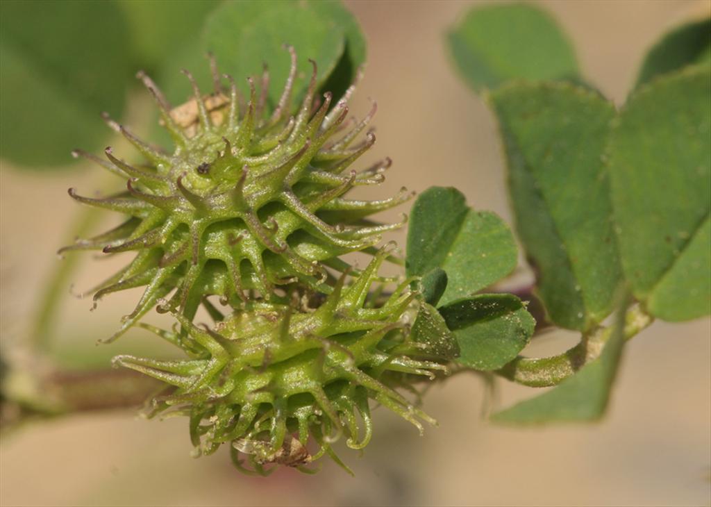 Medicago polymorpha (door Theo Muusse)