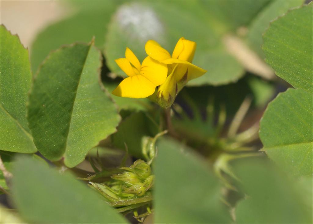 Medicago polymorpha (door Theo Muusse)