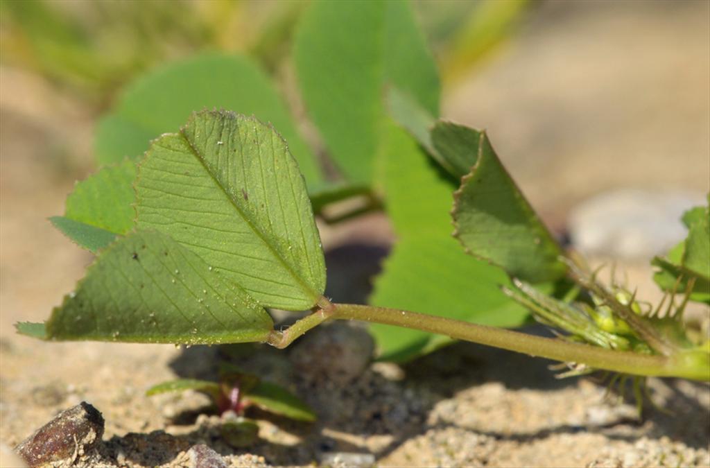 Medicago polymorpha (door Theo Muusse)