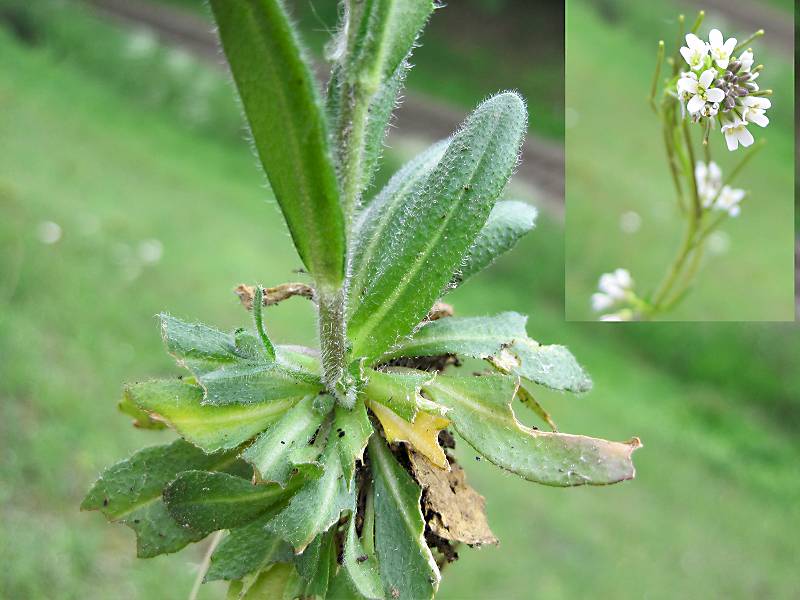 Arabis hirsuta subsp. hirsuta (door Grada Menting)