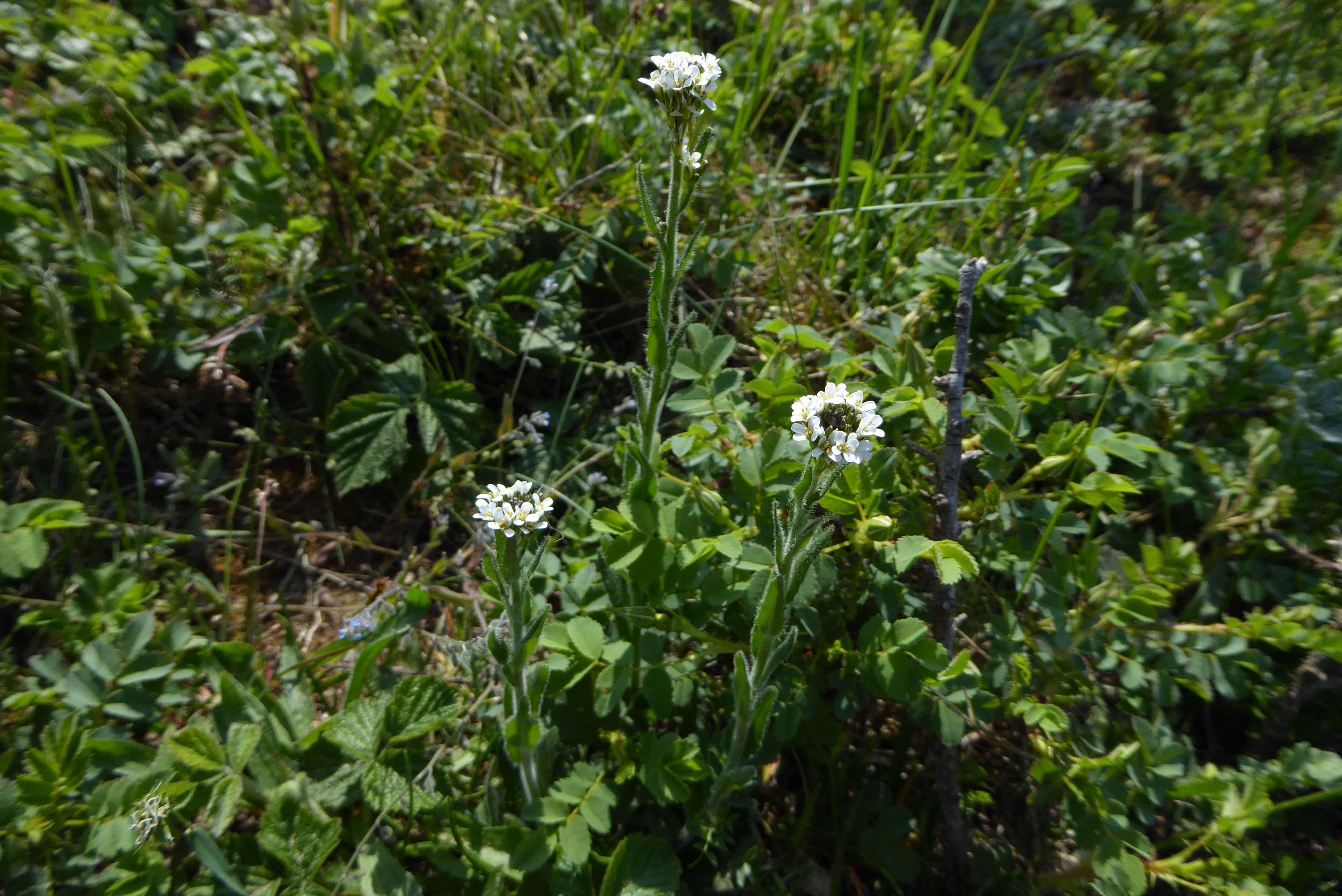 Arabis hirsuta subsp. hirsuta (door Koen van Zoest)