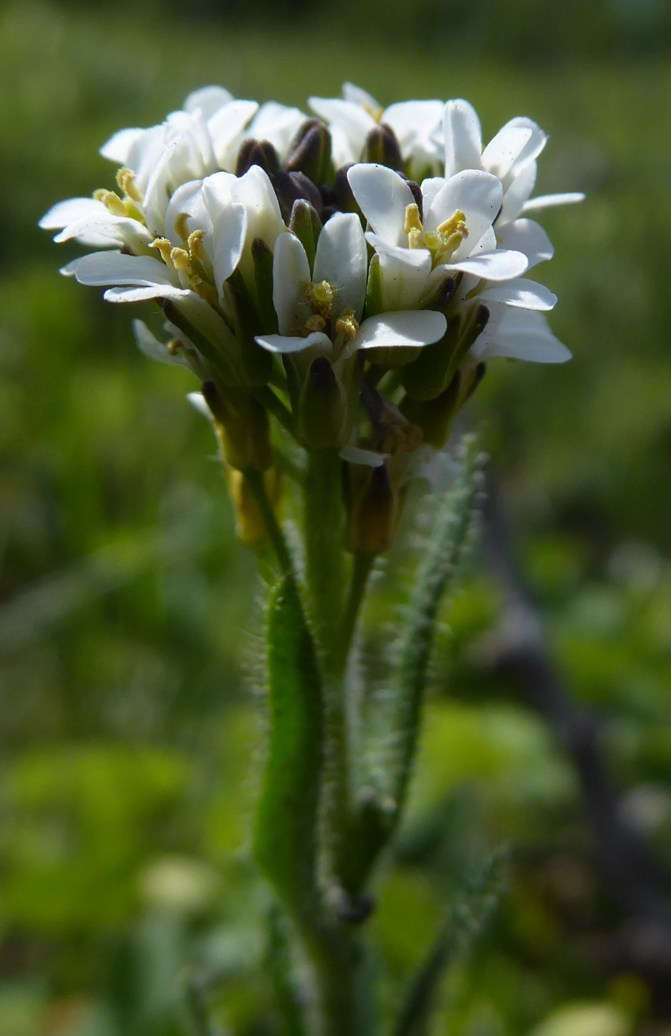 Arabis hirsuta subsp. hirsuta (door Koen van Zoest)