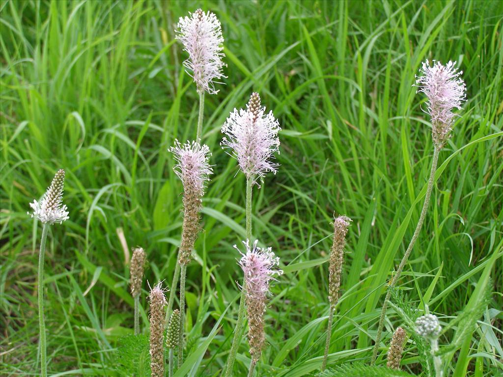 Plantago media (door herma visscher)