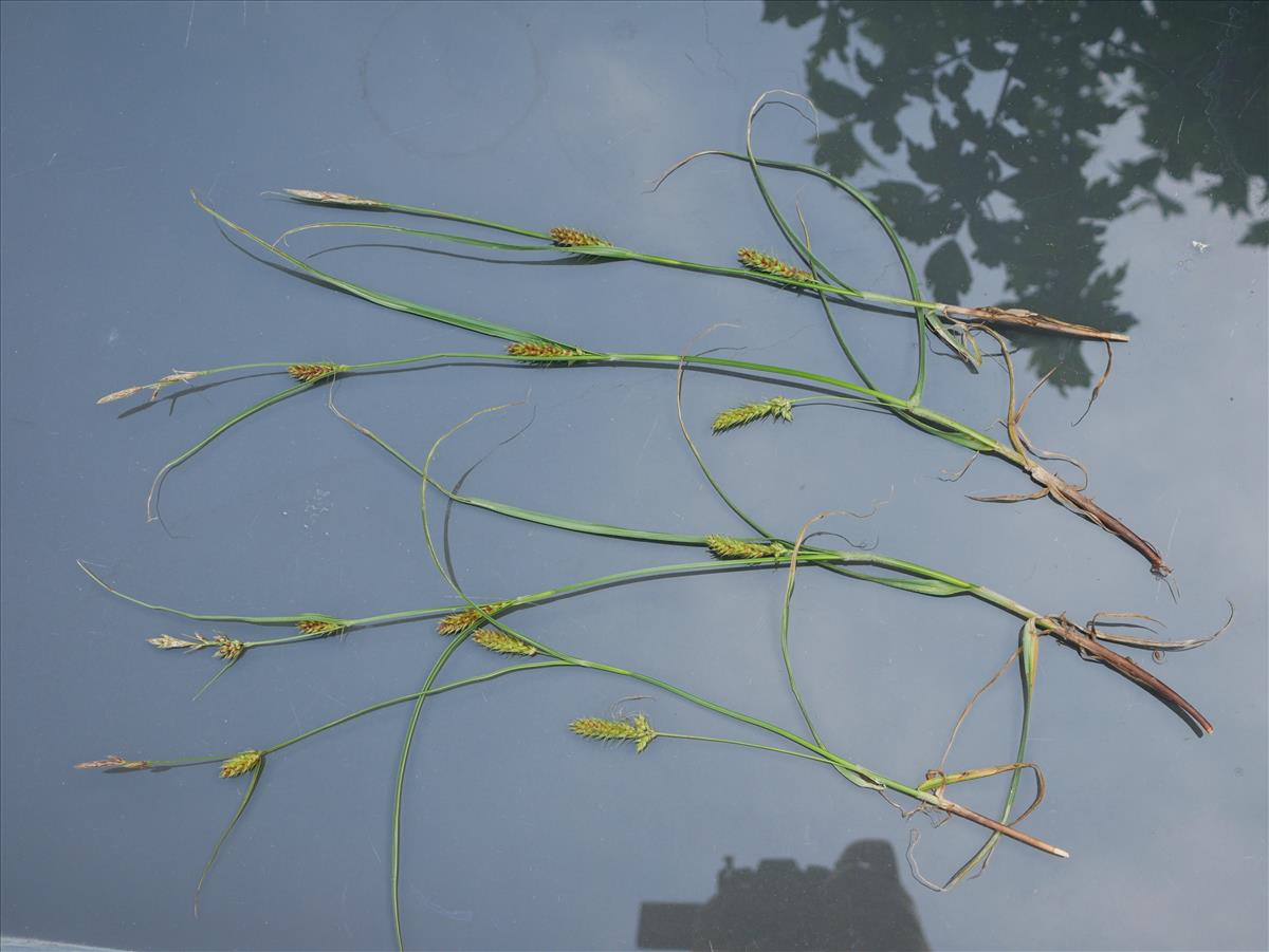 Carex hirta (door Wim van der Neut)